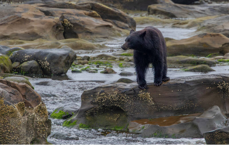black-bear-hunting-vancouver-standard.jpg
