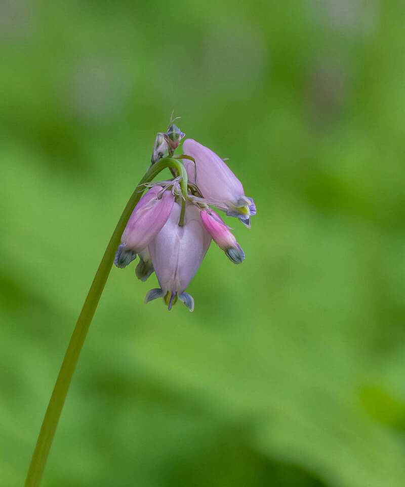 bleeding-heart-flower-dawyck-p-standard.jpg