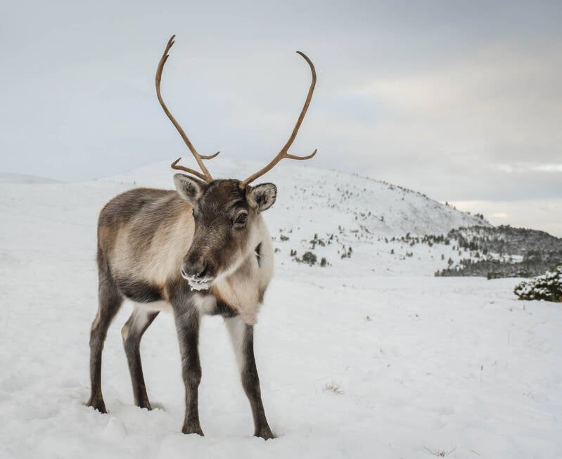 cairngorm-reindeer-standard.jpg