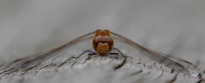 chaser-dragonfly-at-rest-2-standard.jpg