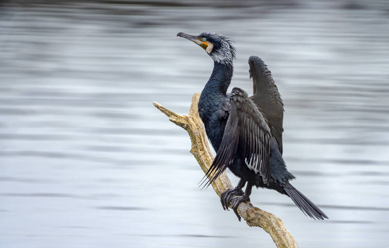 cormorant-linlithgow-eye-web-standard.jpg