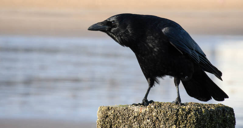 crow-at-the-beach-standard.jpg