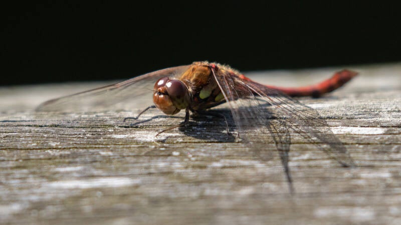 dragonfly_14_gallery-standard.jpg