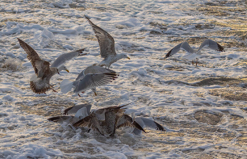 feeding-frenzy-standard.jpg