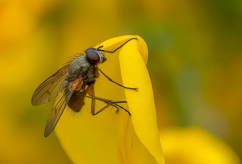 fly-atherigona-on-yellow-iris-standard.jpg