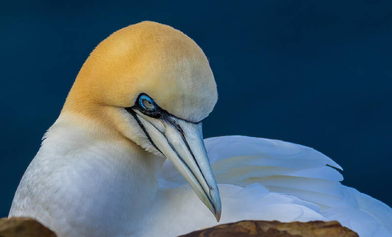 gannet-bempton-cliffs-standard.jpg
