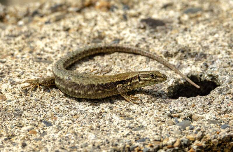 gecko-2-web-standard.jpg