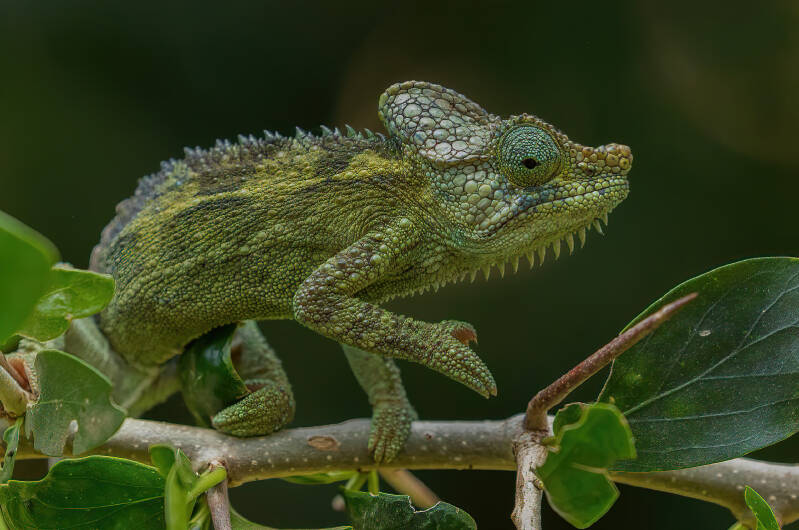 helmeted-chameleon-kenya-standard.jpg