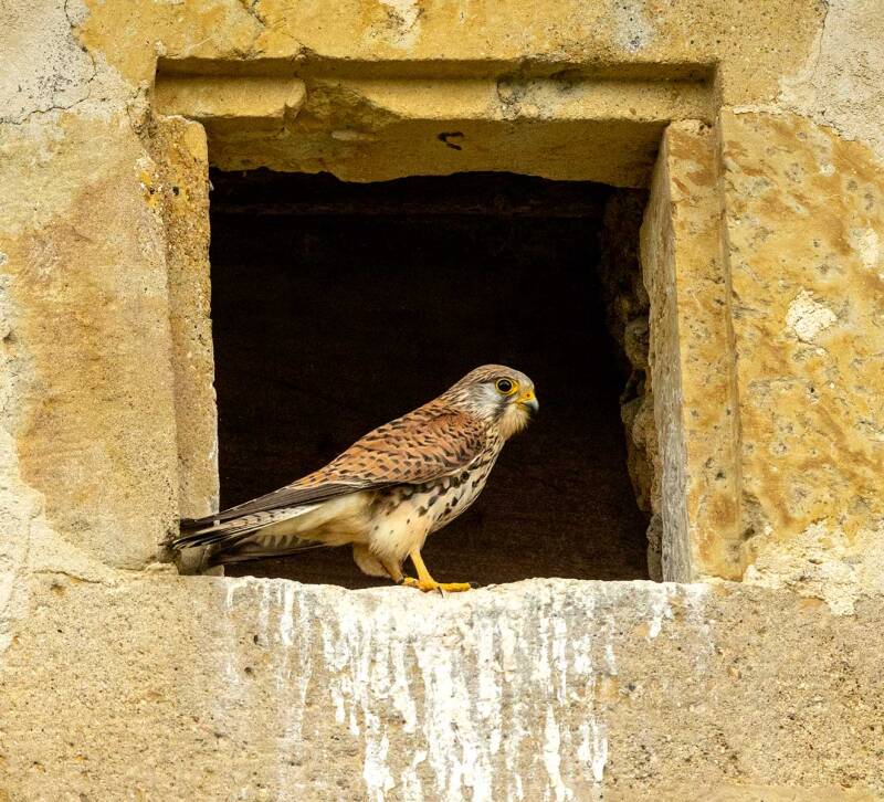 kestrel-1-web-standard.jpg