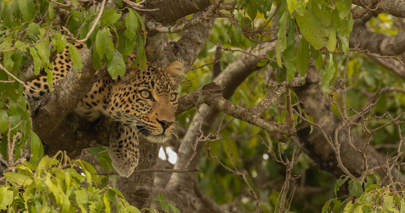 leopard-kenya-standard.jpg