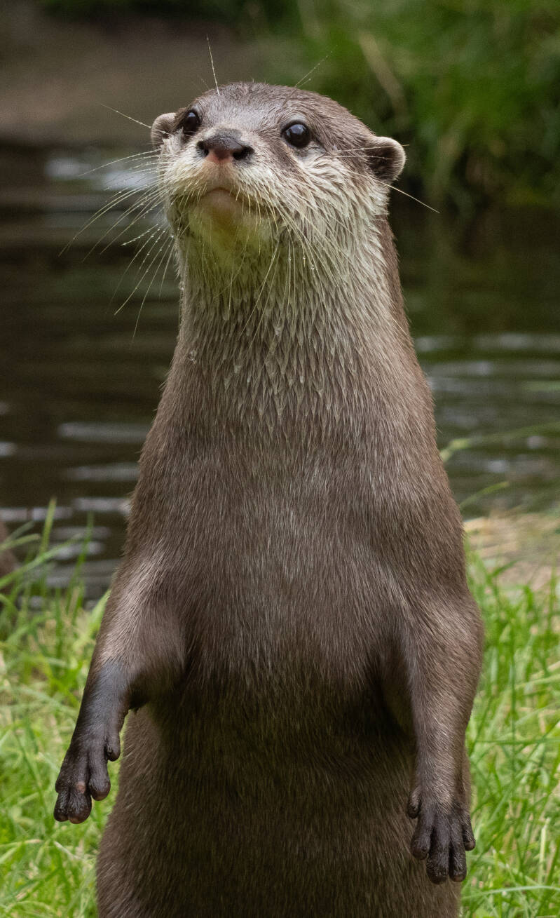 otter-gordon-standard.jpg