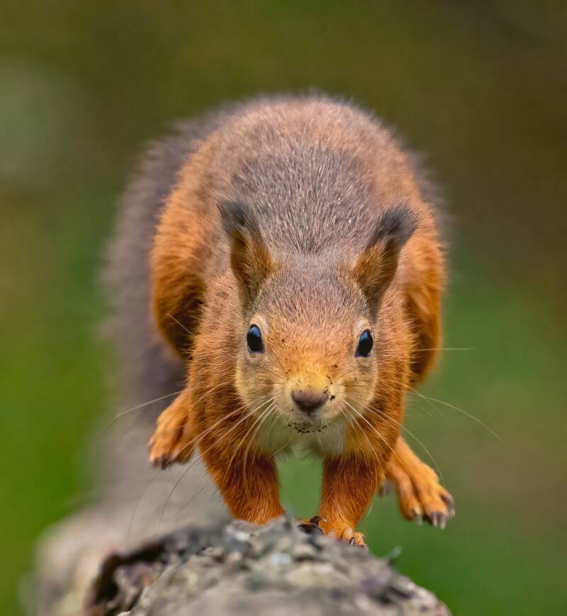 red-squirrel-standard.jpg