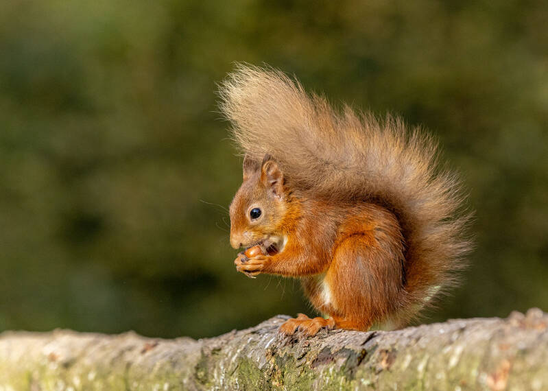 squirrel-with-nut-1-web-standard.jpg