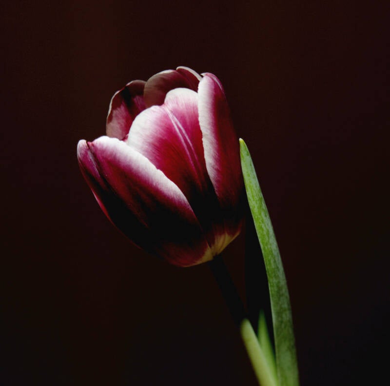 tulip-standard.jpg