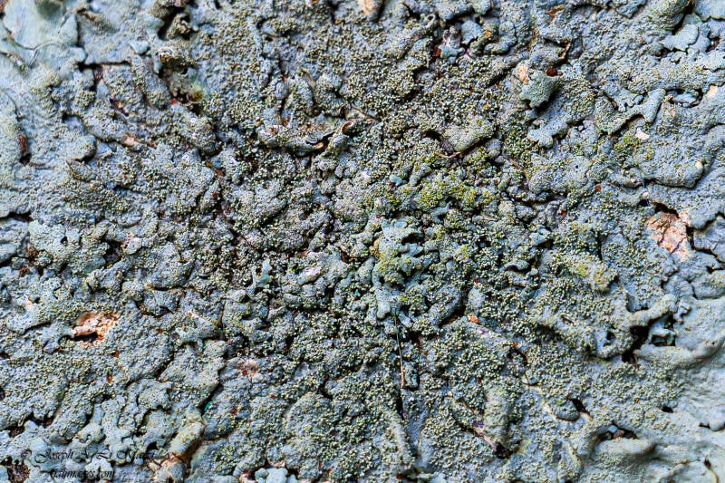 Macro view of a rock lichen