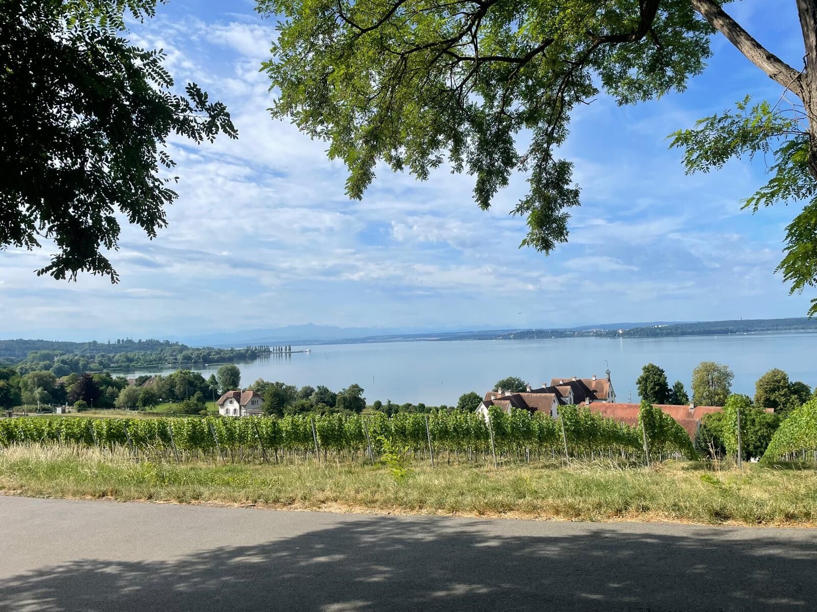 Blick über die Weinberge auf den Bodensee mit den Alpen im Hintergrund