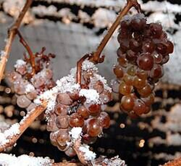 Rogia ICEWINE
