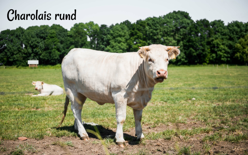 Charolais runderen