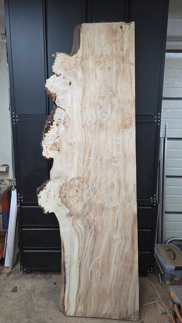 Breed kastanje burl schaaldelen 230 cm – klimaatgedroogd kastanjehout voor epoxy tafels K50