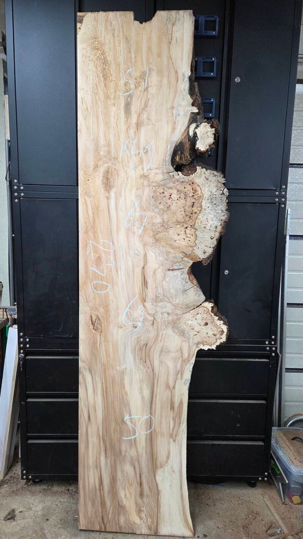 Kastanje burl schaaldelen 230 cm – klimaatgedroogd kastanjehout voor epoxy projecten K49
