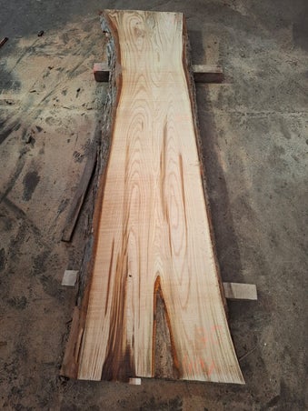 : Brede boomstamplank van gestoomd iep elm meer dan 120 cm breed