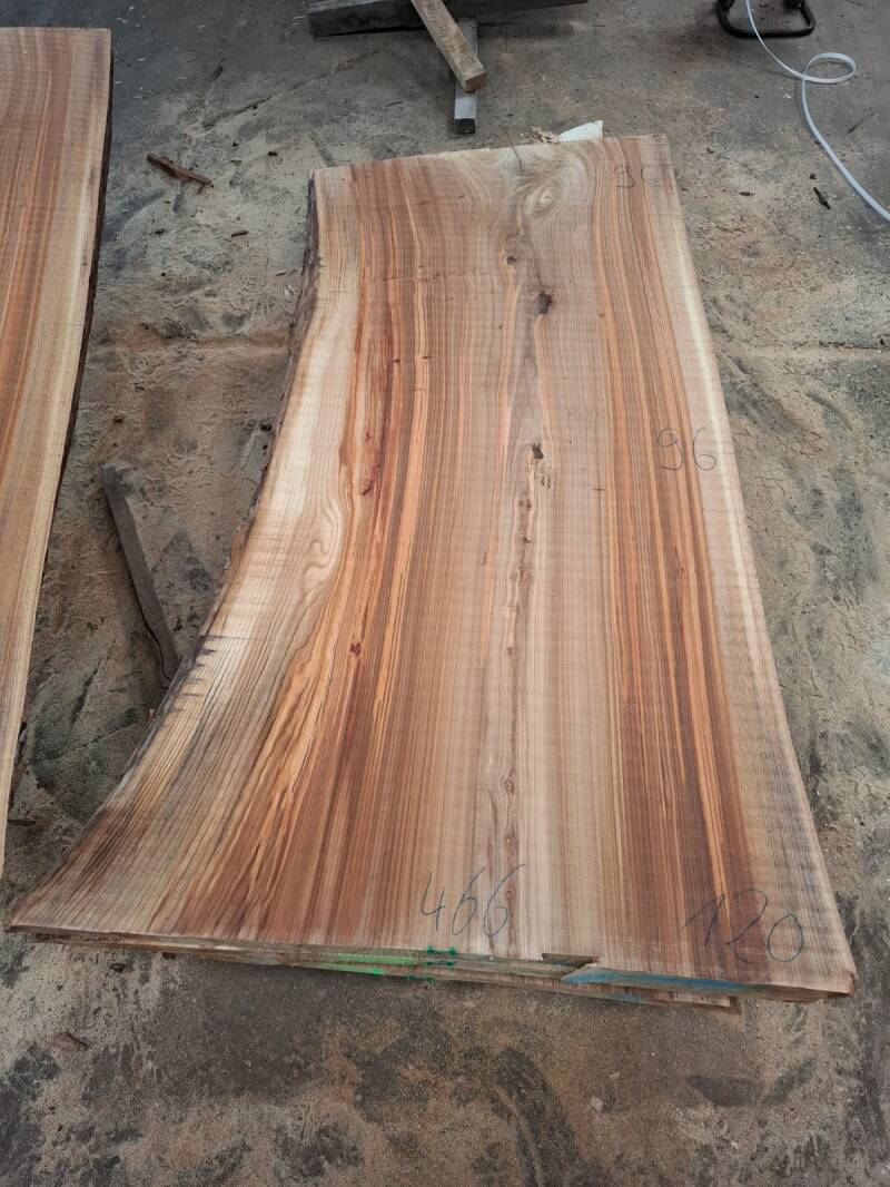 Groot schaaldelen blad uit gestoomd Nederlands iepenhout