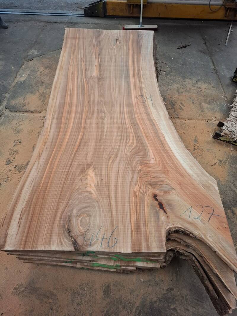 Groot Nederlands schaaldeel van gestoomd iepen elm meer dan 1 meter breed