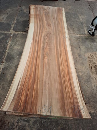 Groot schaaldeel van gestoomd ulmus iep ruim 1 meter breed