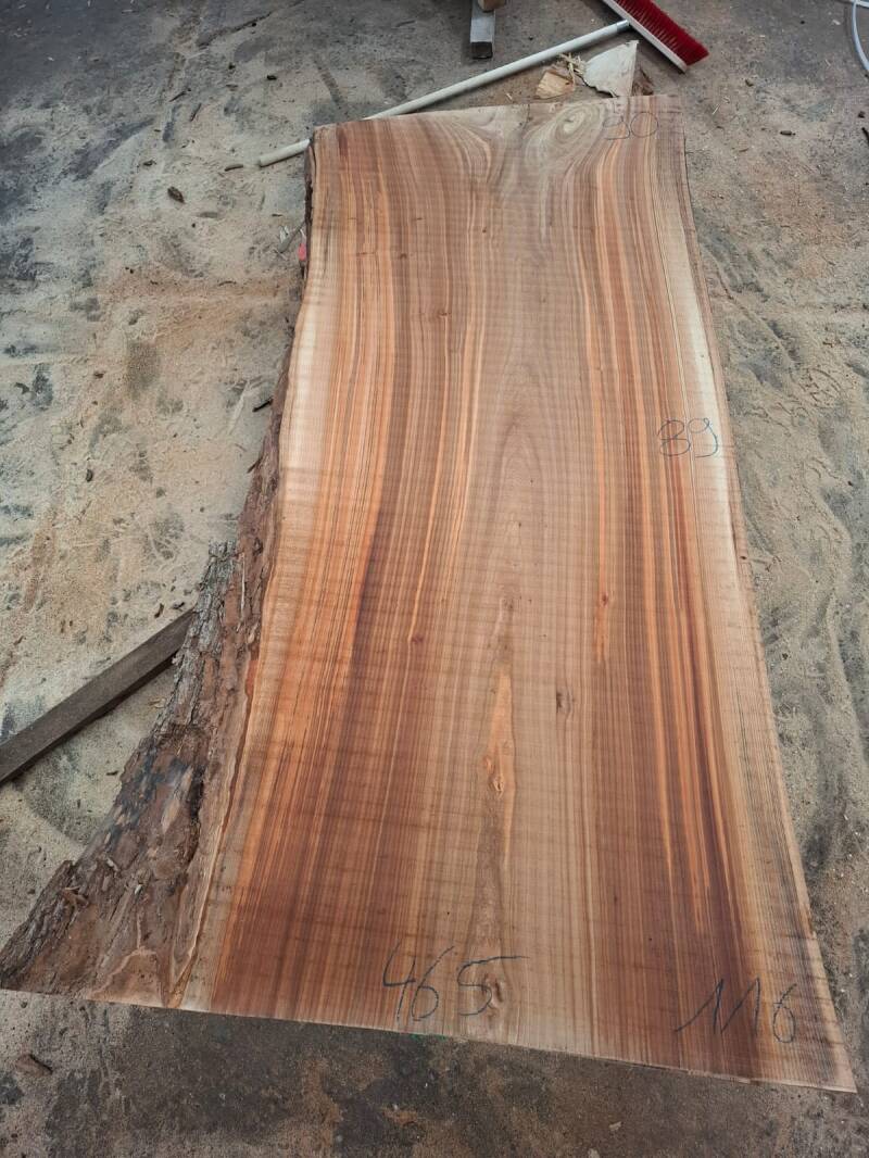 Massief schaaldeel van gestoomd Nederlands iepen elm