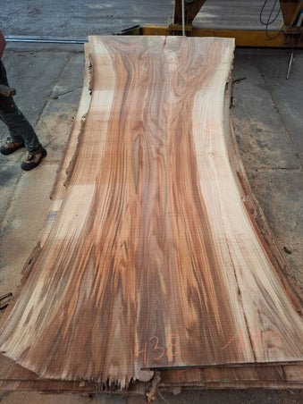 Massieve plank van gestoomd iepen, natuurlijk schaaldel voor meubelmakers