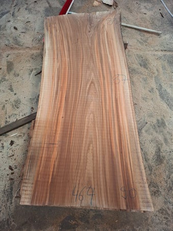 Groot boomstam schaaldeel 100 cm plus uit Nederland