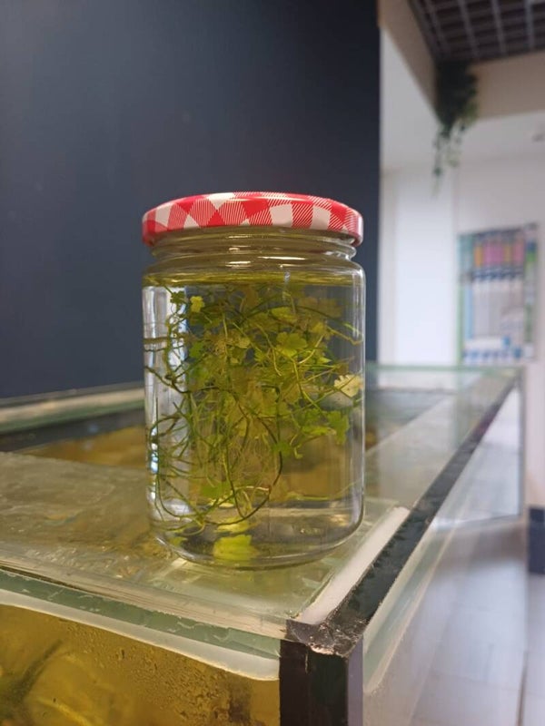 Hydrocotyle tripartita