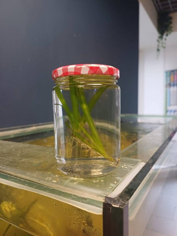 Vallisneria australis