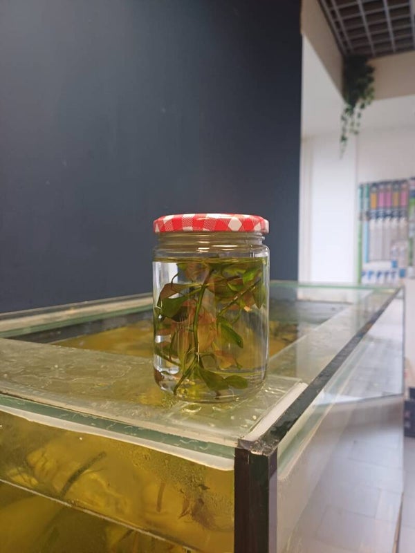 ludwigia repens diamond red