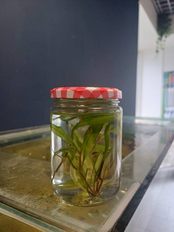 Hygrophila corymbosa