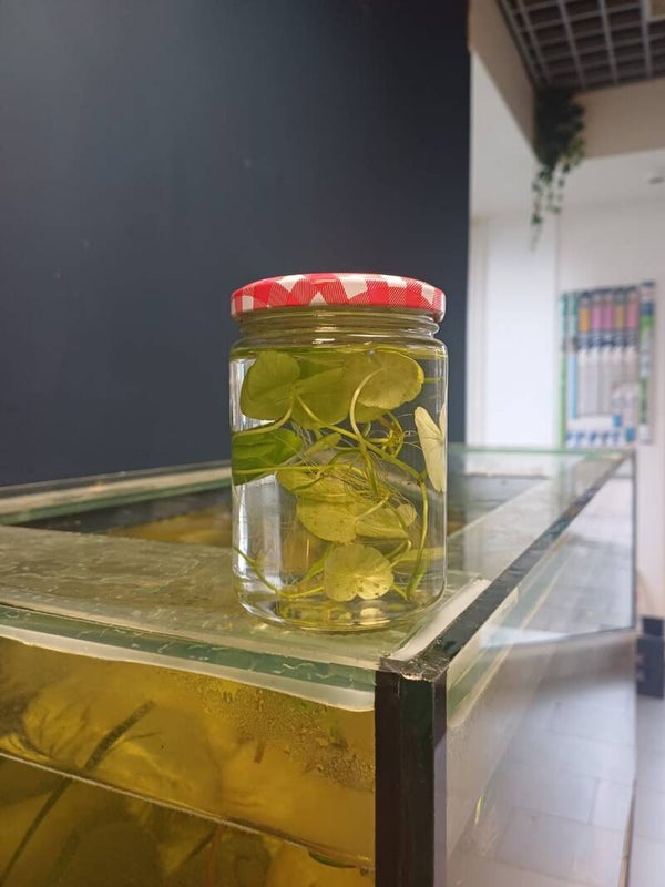 Hydrocotyle vulgaris