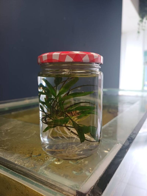 Cryptocoryne undulata