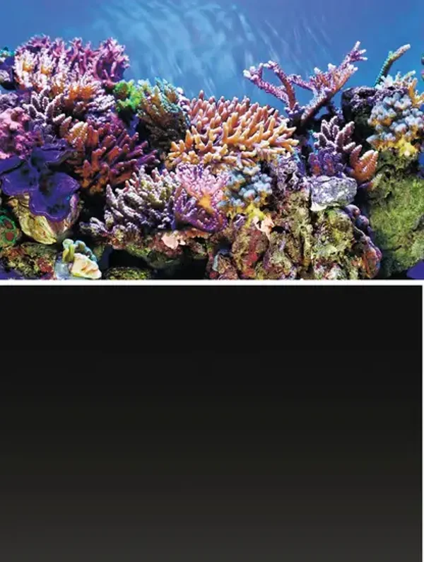 Juwel Poster 3 – Koraal Achterwand Poster XL