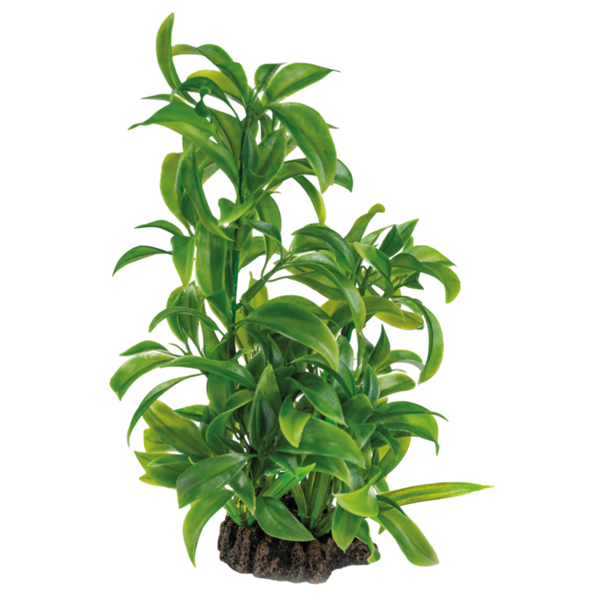 SuperFish Aquariumplant – Don Juan