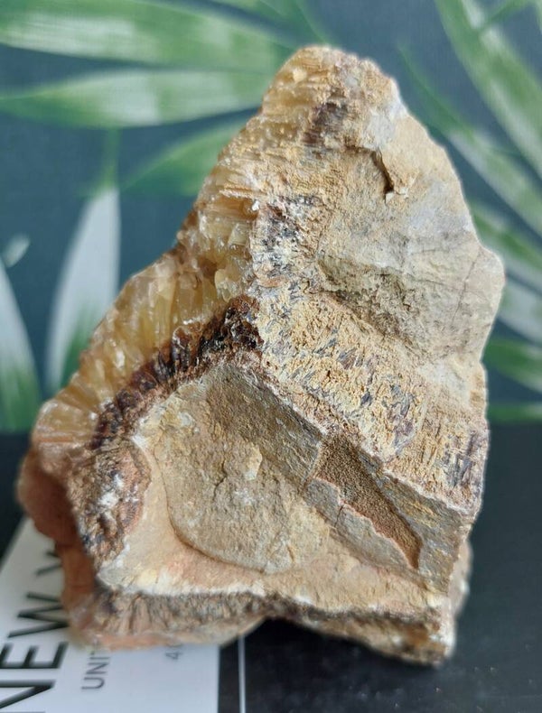 Septarie cutbase ruw 01