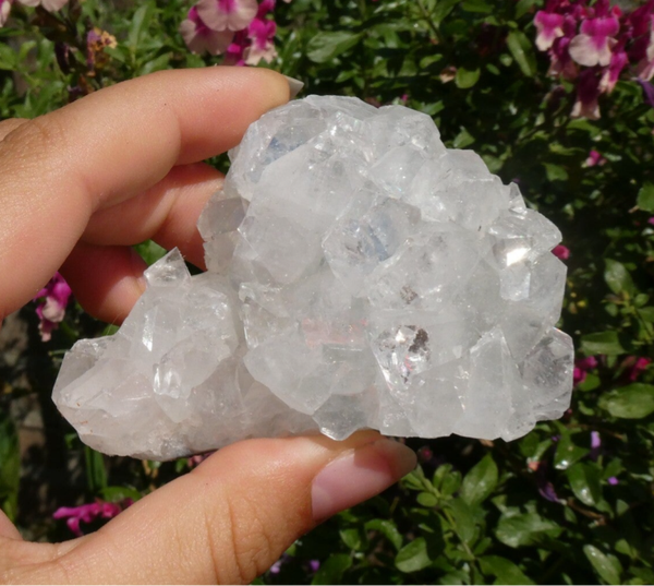 Apofyliet cluster 06