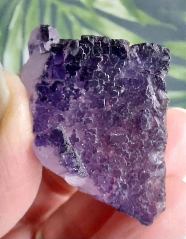 Paars fluoriet cluster 04