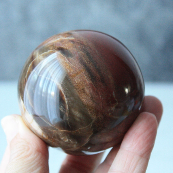 Versteend hout bol 01