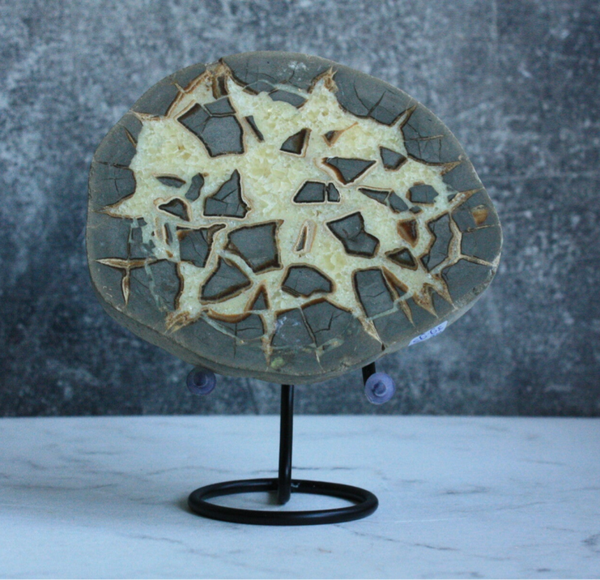 Septarie half gepolijst 02