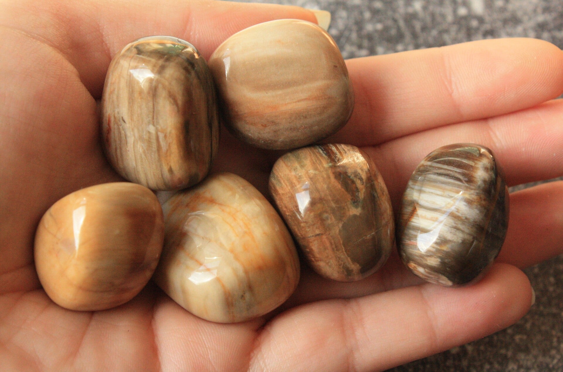 Versteend hout trommelsteen