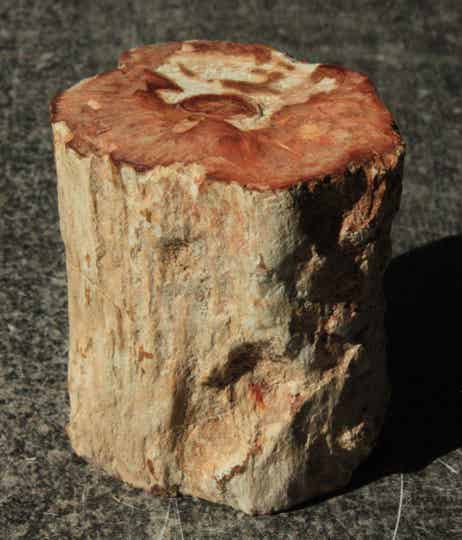 Versteend hout stam 02