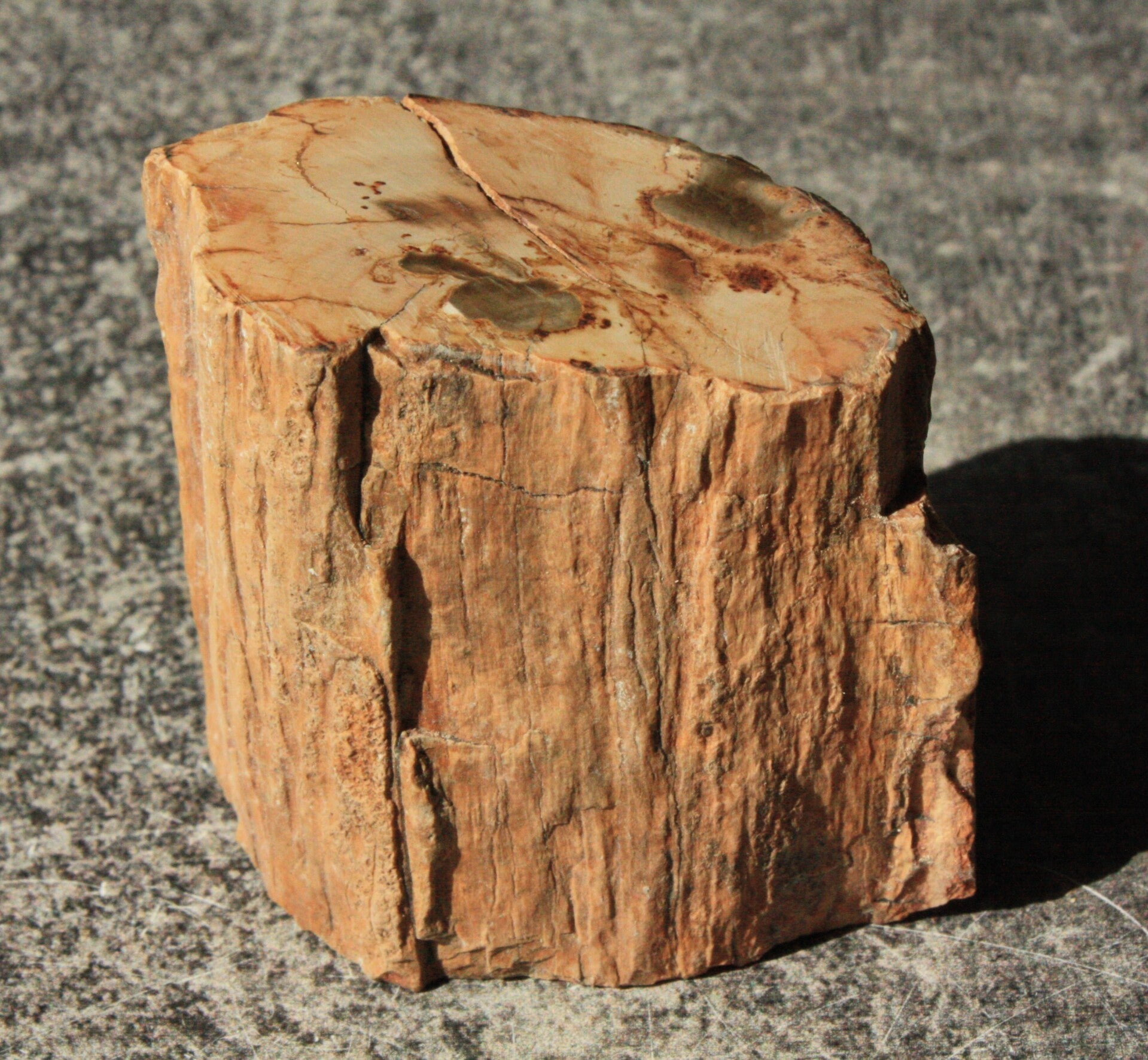 Versteend hout stam 03