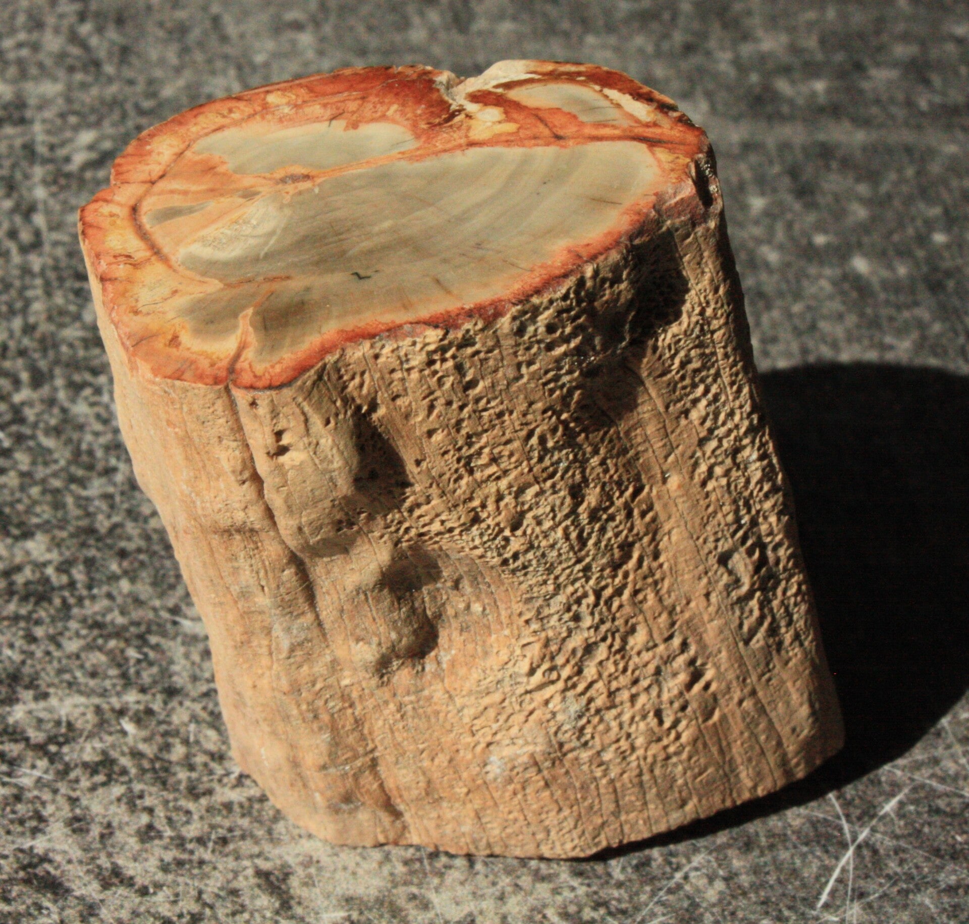 Versteend hout stam 04