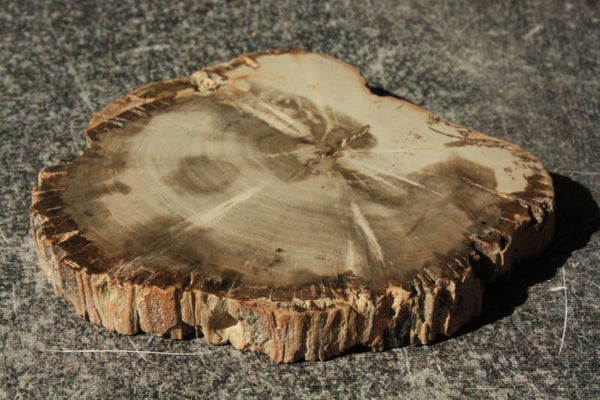 Versteend hout schijf 01