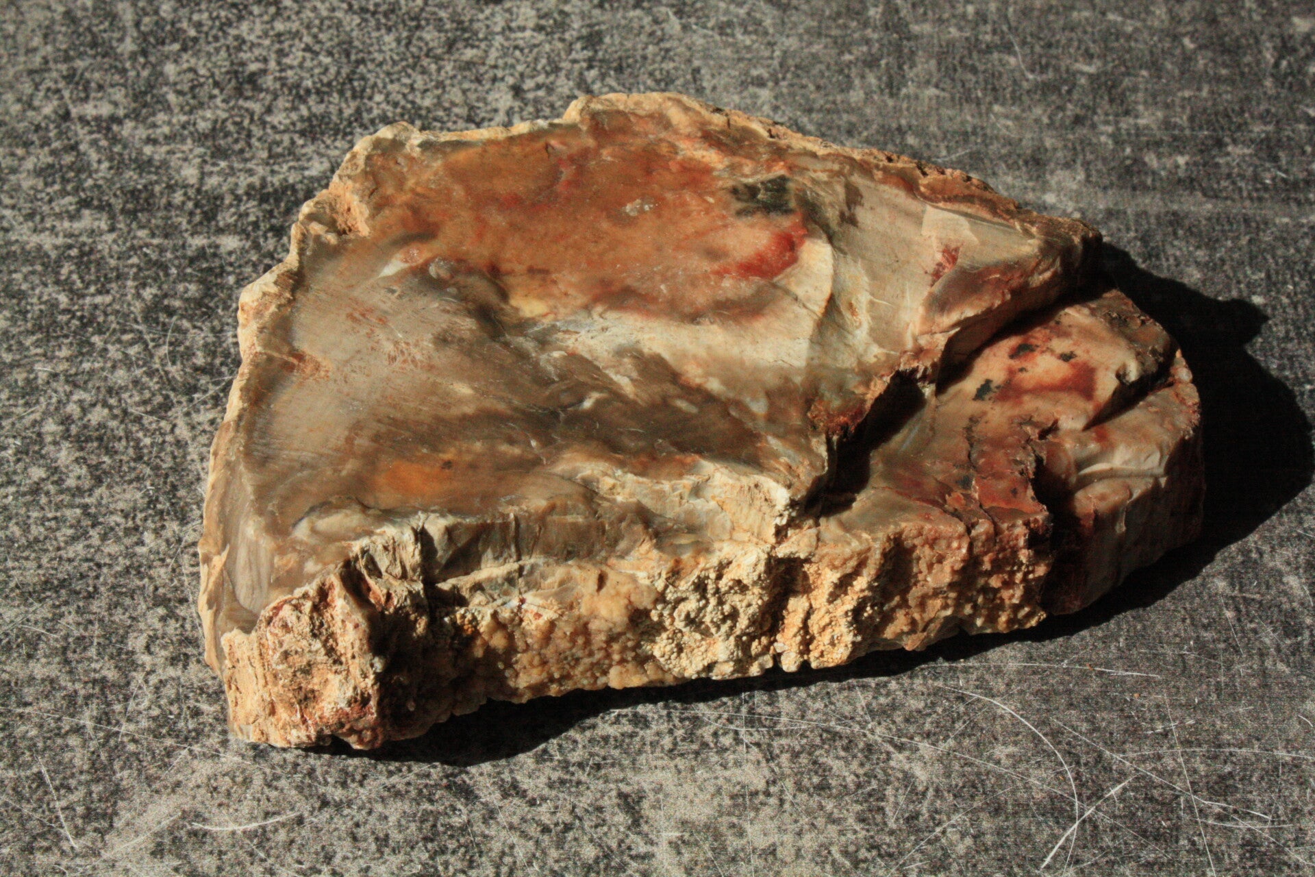 Versteend hout ruw 01